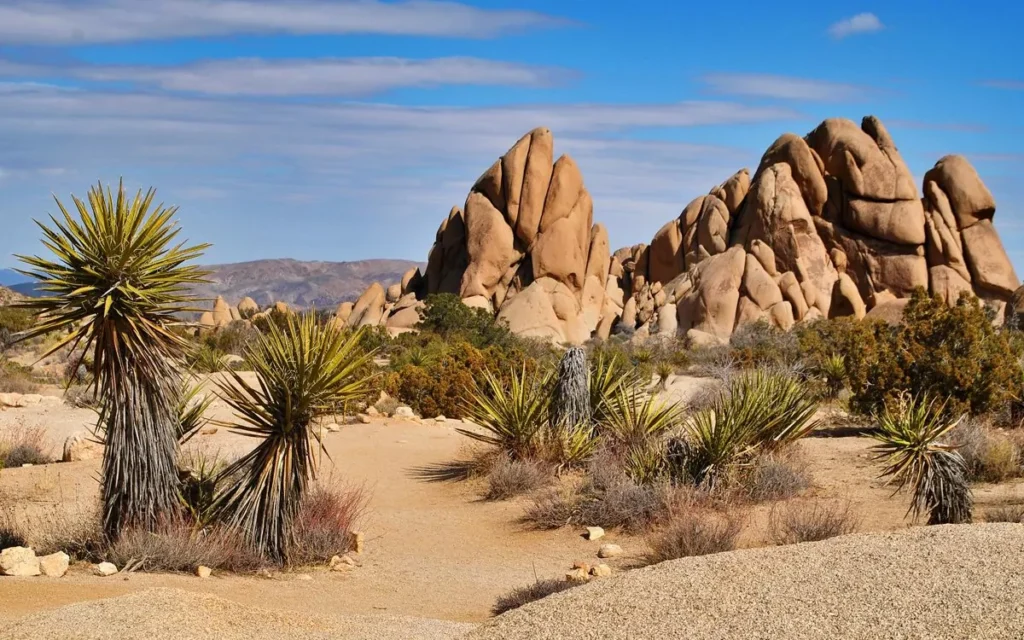 Joshua Tree National Park